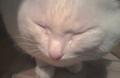 Create meme: crying cat meme, cat with tears, weeping cats