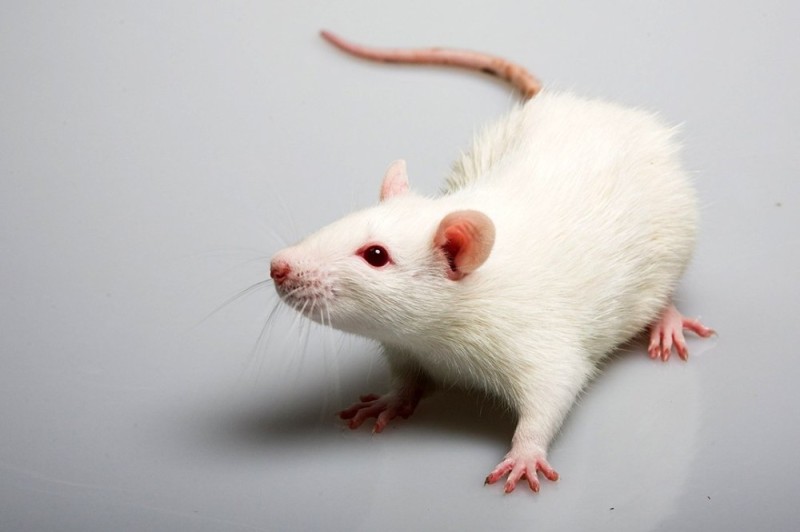 Create meme: rat Dumbo albino, decorative albino rat, Himalayan rat dumbo
