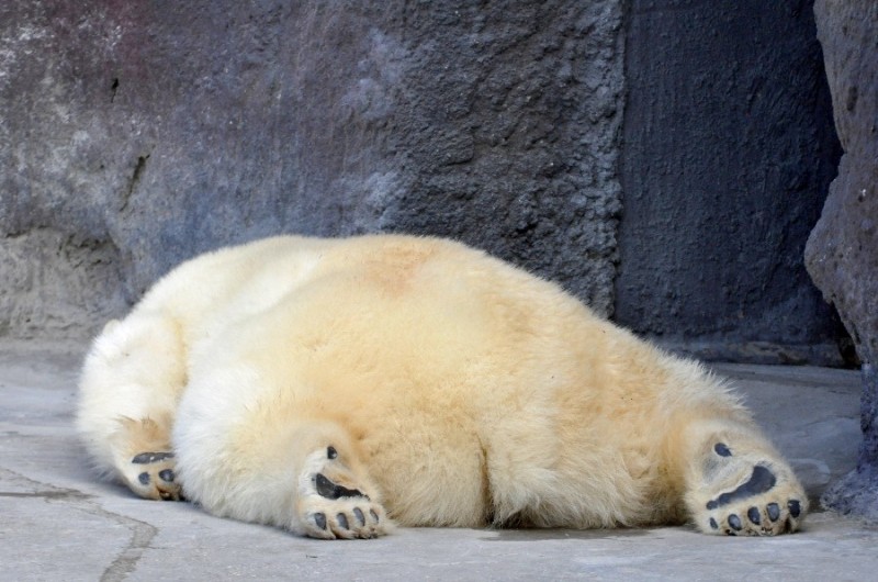 Создать мем: белый медведь хвост, в московском зоопарке уснули медведи, толстый белый медведь