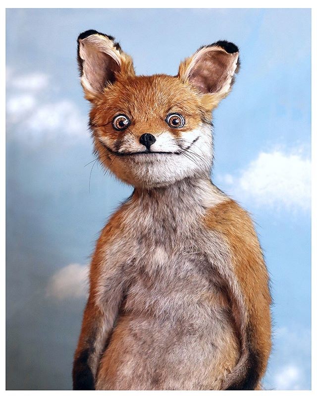 Create meme: Fox stuffed animal , a stuffed Fox meme, mad fox
