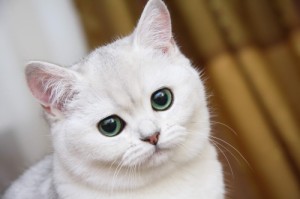 Create meme: cat, cat meme, white kitten
