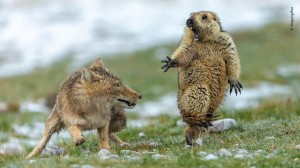 Create meme: gopher, the ground photos Chukotka, gophers fight