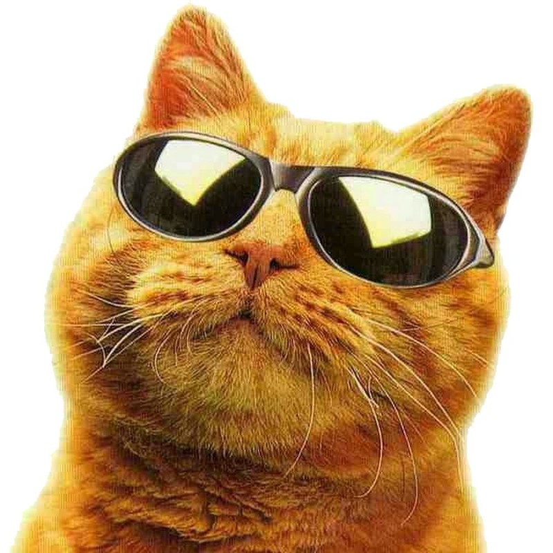 Create meme: cool cats , cat with black glasses, cat in sunglasses