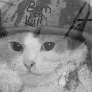 Создать мем: кот, Кошка, флэшбэк вьетнам кот