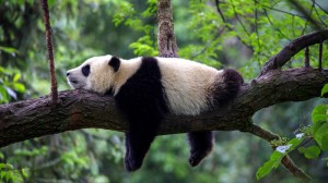 Create meme: Panda on the tree, the giant Panda, Panda sleeping on tree