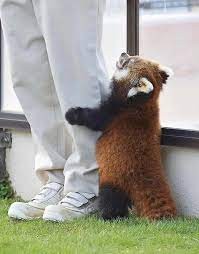 Create meme: funny animals, funny little creatures, red Panda