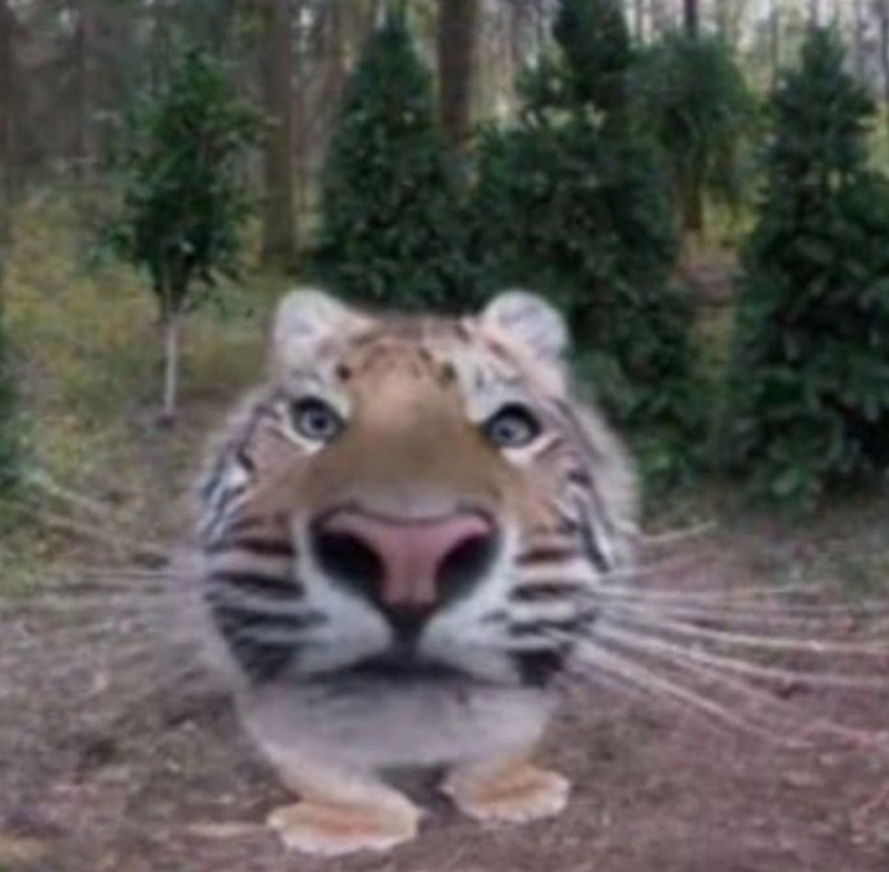 Create meme: tiger predator , Tigers video clip, Amba tiger