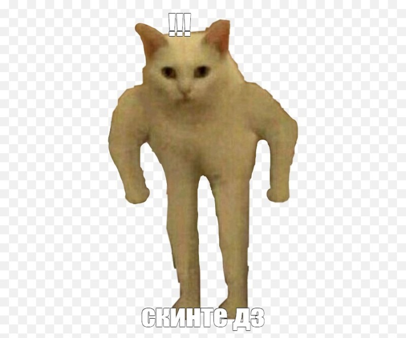 Create meme: cat meme on transparent background, meme cats on a transparent background, cat meme 