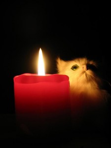 Создать мем: кот и свеча, кошка, кот со свечкой