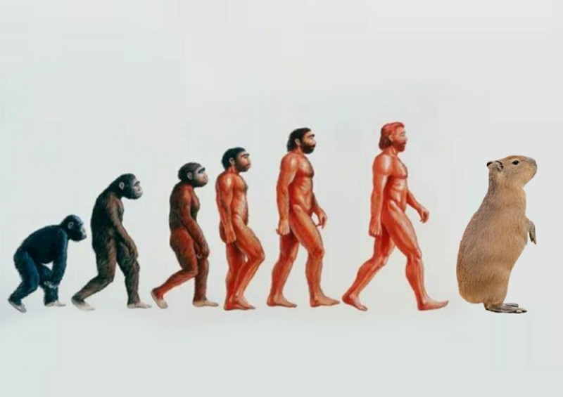 Create meme: human evolution , stages of human evolution, stages of human evolution