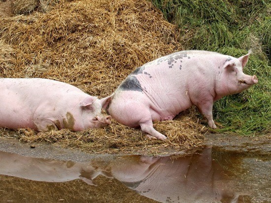 Create meme: pig , Landrace breed of pigs, piggery of pigs