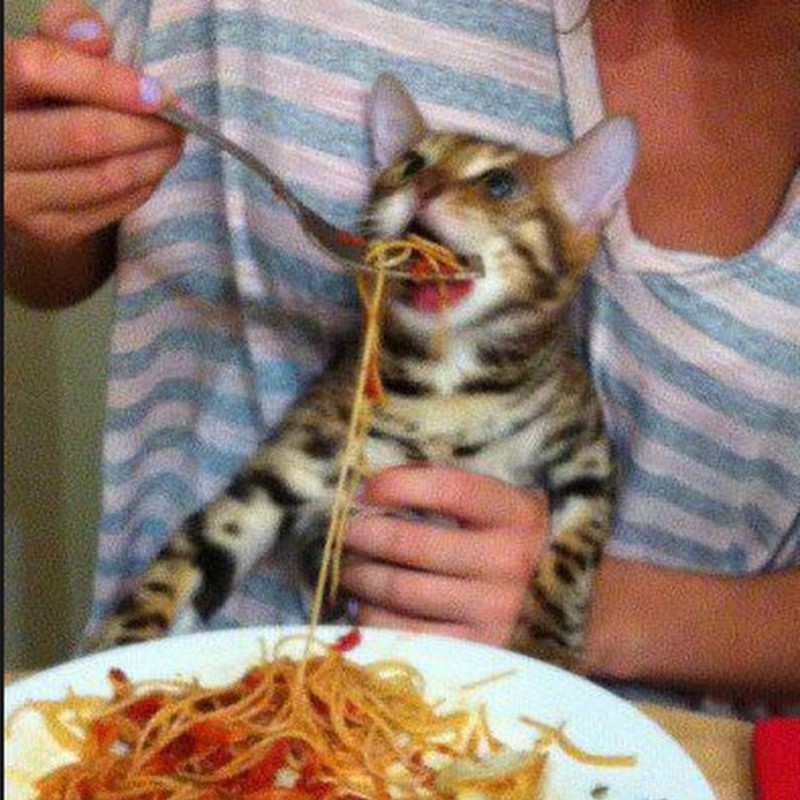 Создать мем: кошка, кот, spaghetti cat