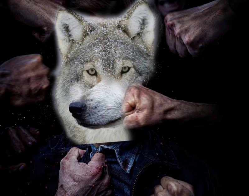 Создать мем: волк волк, волк не волк, илья найшуллер