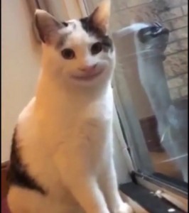 Создать мем: кошки смешные, кот лыбится мем, кот улыбается мем
