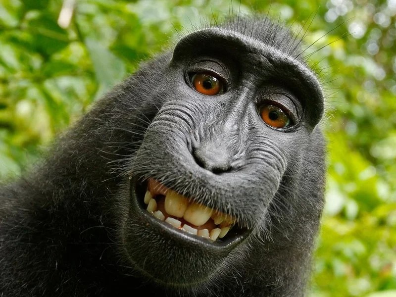 Create meme: sirapuka macaque, monkey , the good macaque