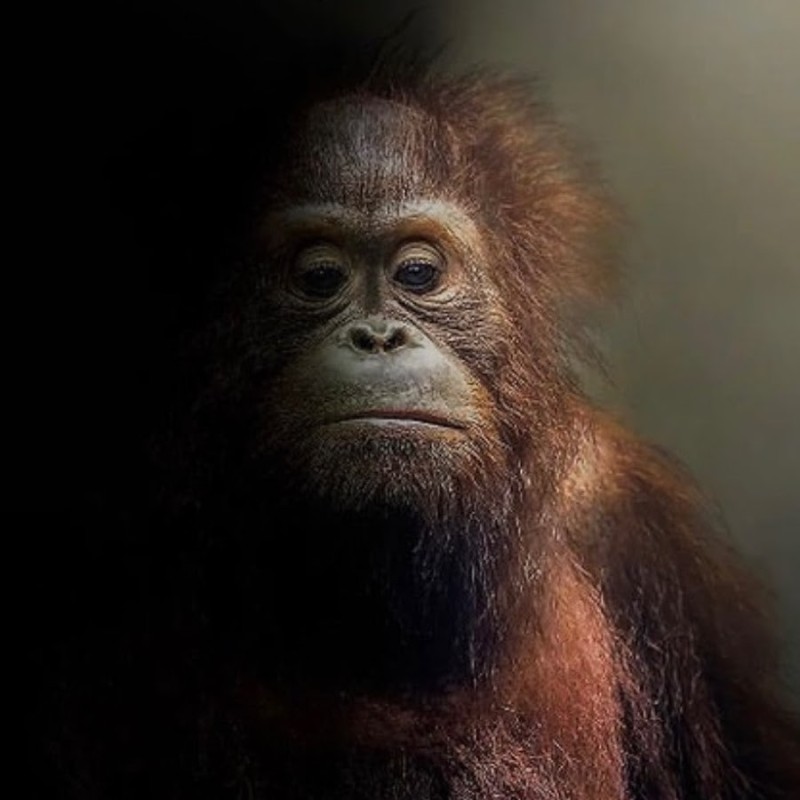 Create meme: stinky the orangutan, little orangutan, orangutan meme