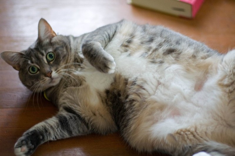 Create meme: lying cat, fat cat , the belly of a cat