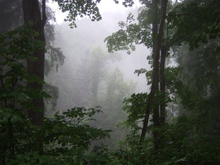 Create meme: nature , nature fog, forest 