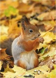 Create meme: the squirrel is small, autumn animals, red squirrel
