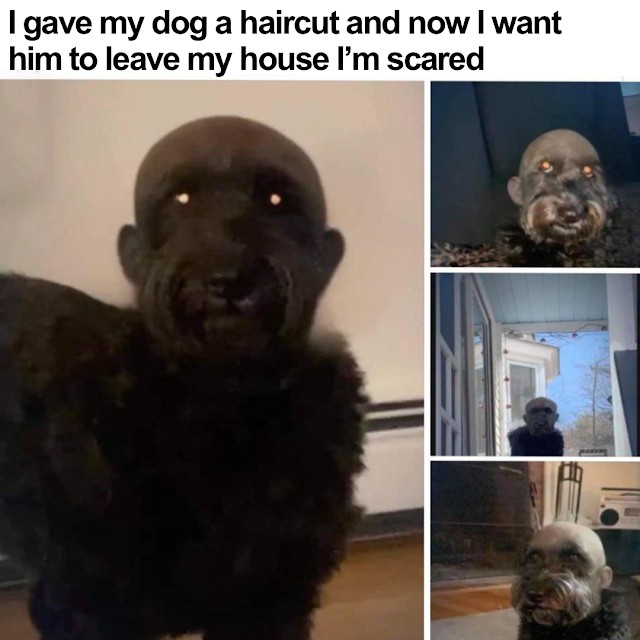 Создать мем: побритая собака с человеческим лицом, собака, know your meme
