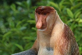 Create meme: monkey Nosach presentation, a proboscis monkey, a monkey with a long nose