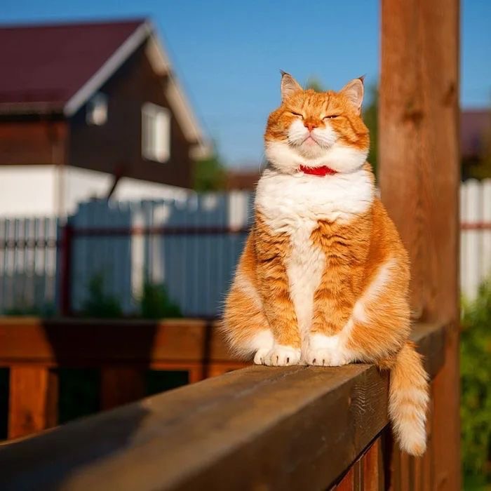 Create meme: impudent red muzzle, fat ginger cat, happy cat 