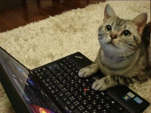 Создать мем: кот печатает, коты ноутбук, кот на клавиатуре