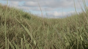 Создать мем: поле зеленое, marsh grass цвет, тростник