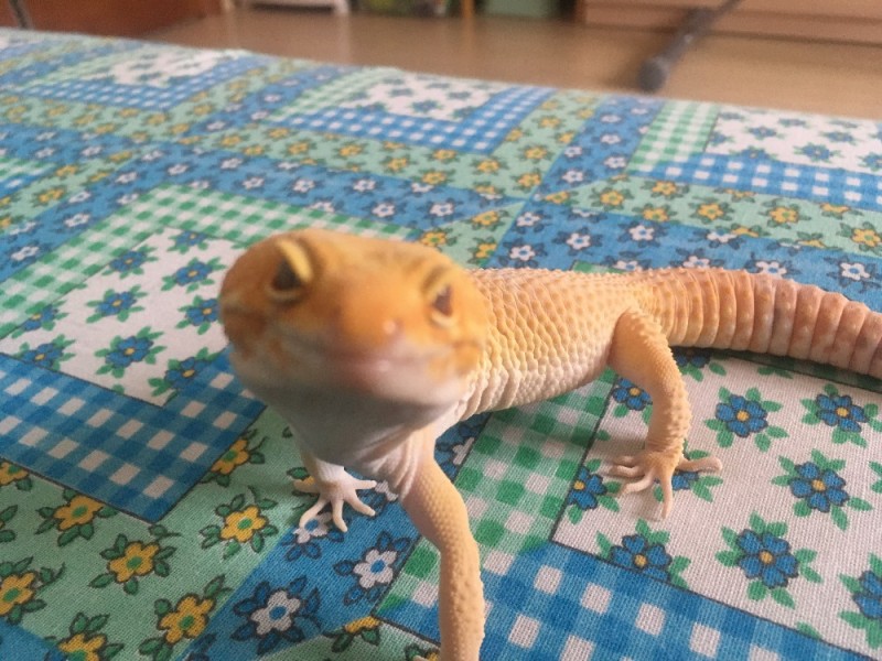 Create meme: ablefor , Gecko , Gecko ablefor yellow