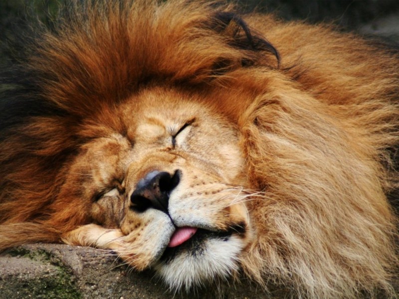 Создать мем: животные лев, спящий лев, лев