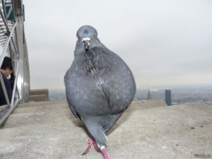 Create meme: shit, dove Natasha, pigeon