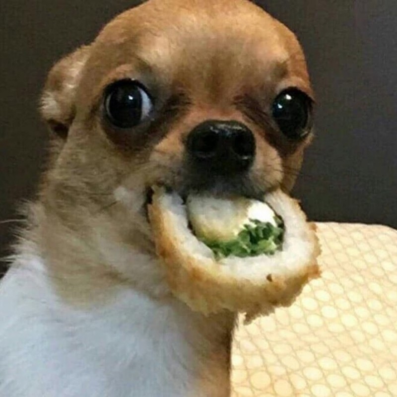 Create meme: meme dog , memes with dogs, Chihuahua memes