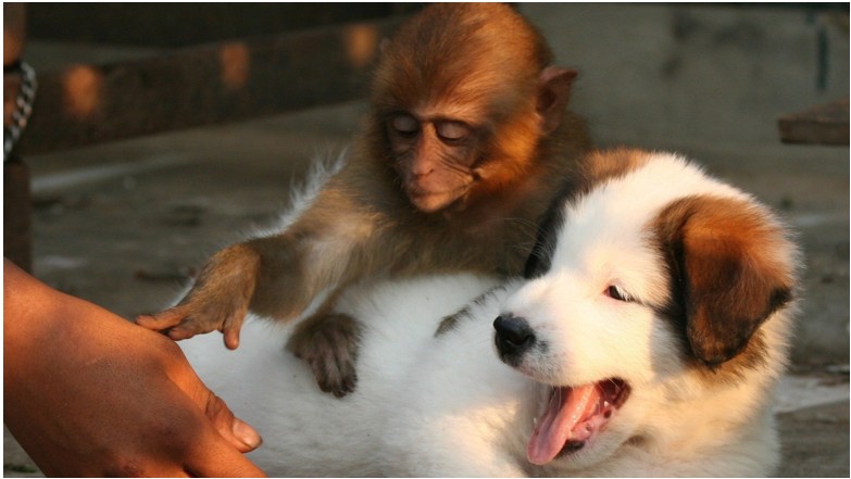 Create meme: monkey with a dog, dog monkey, the monkey saved the puppy