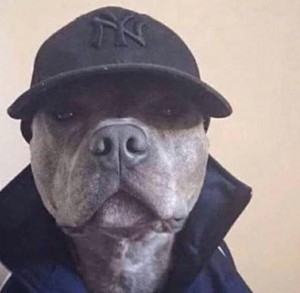 Create meme: dog gangster, pit bull Terrier dog