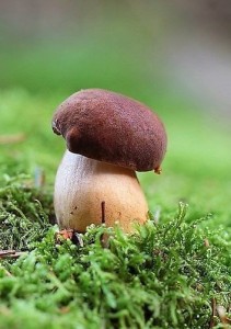Create meme: mushrooms white mushroom, mushroom boletus, mushrooms