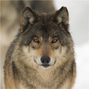 Создать мем: животные волк, взгляд волка, серый волк