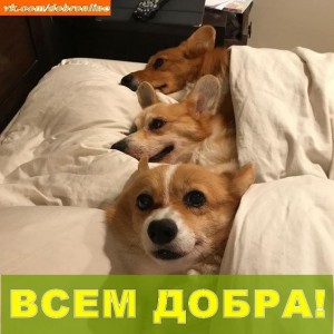 Create meme: Corgi dog, funny Corgi, Corgi