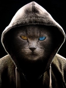 Create meme: the cat in the hood at ava, pictures of the cat in Copaxone, cat in the dark hood