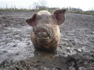 Create meme: swine fever, a giant pig, dirty pig