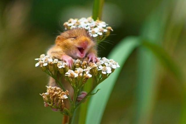 Create meme: Good morning Saturday heat, look for the positive in everything, the hamster laughs