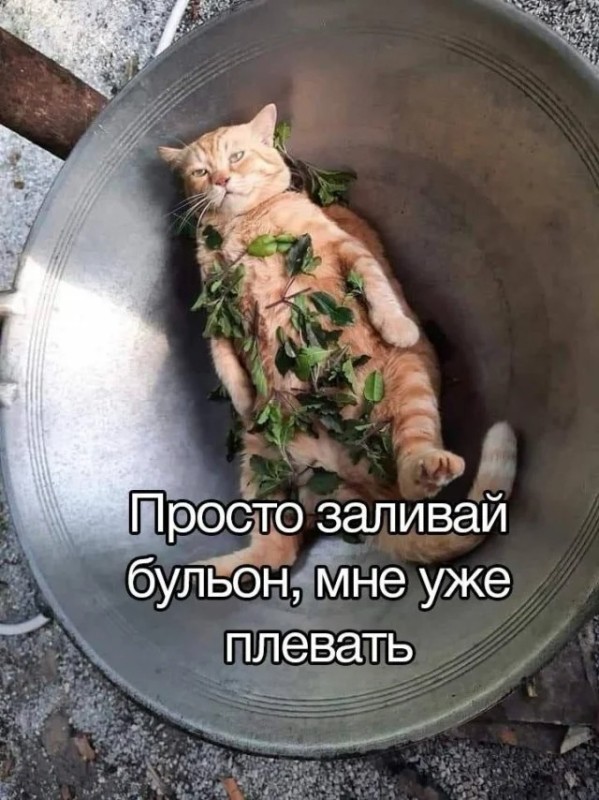 Создать мем: кот с салатом, блюдо из кота, суп с котом
