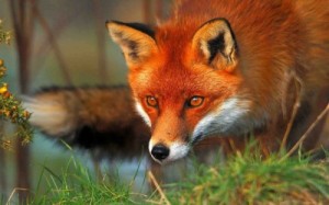 Create meme: wild and domestic animals, wild, Fox