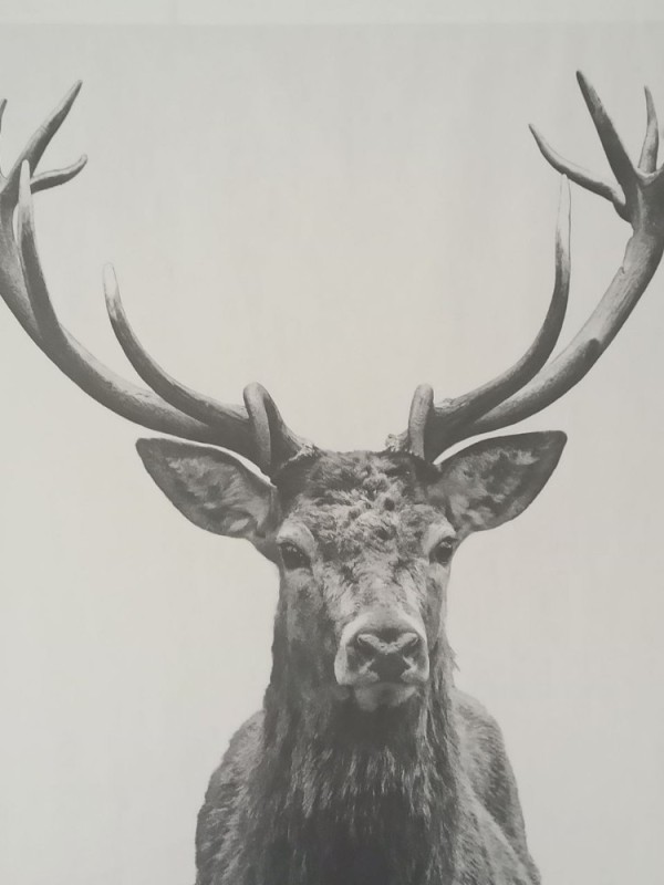Create meme: ikea bjerk painting, deer antlers, elk and deer