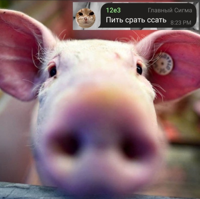 Create meme: pig , the pig's head, oink oink 