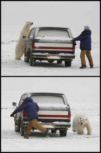 Create meme: humor, the polar bear around the car, the polar bear around the car funny