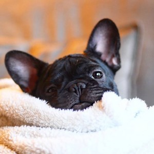 Create meme: the French bulldog puppies, French bulldog