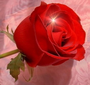 Создать мем: цветы для любимой инны, розы красные, красивые розы