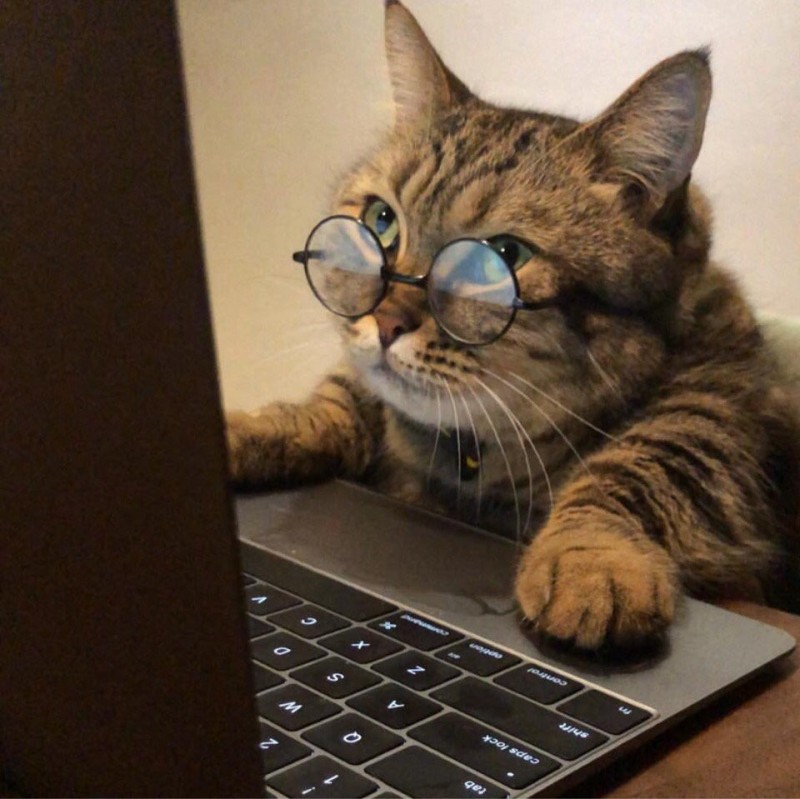 Создать мем: котики приколы, кот трейдер, кот за компьютером