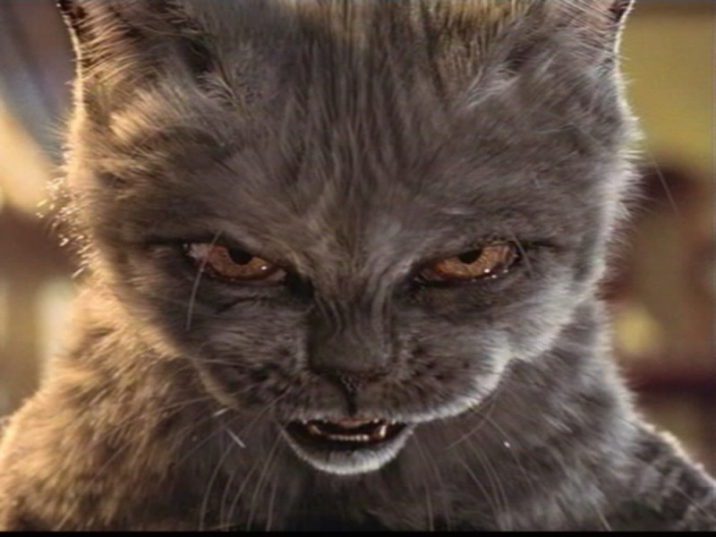 Create meme: meme angry cat , evil cat, very angry cat
