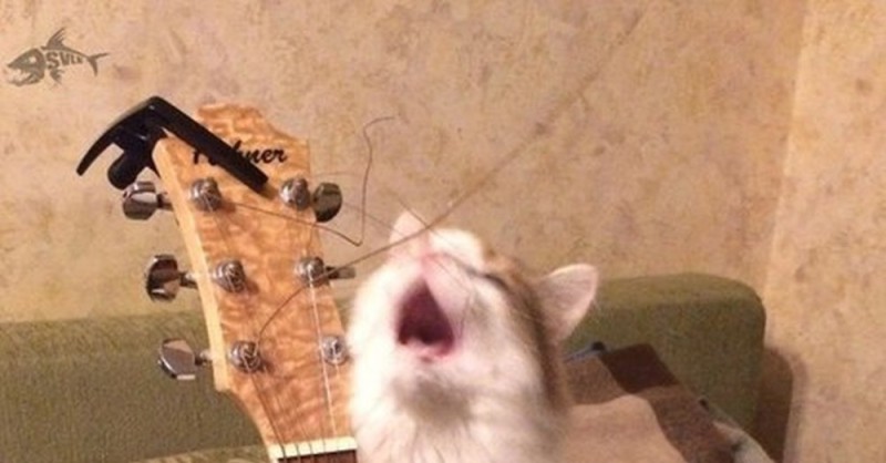 Create meme: The cat sings, cat with guitar meme, The cat sings a meme